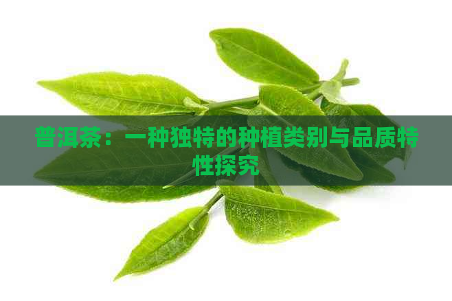 普洱茶：一种独特的种植类别与品质特性探究