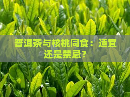 普洱茶与核桃同食：适宜还是禁忌？