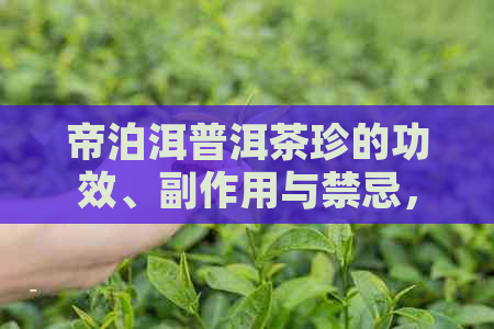 帝泊洱普洱茶珍的功效、副作用与禁忌，一文解析详尽解答