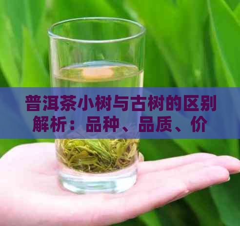 普洱茶小树与古树的区别解析：品种、品质、价格、历文化全方位对比