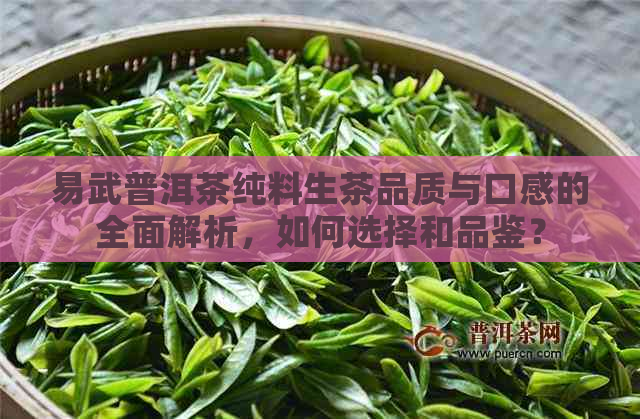 易武普洱茶纯料生茶品质与口感的全面解析，如何选择和品鉴？