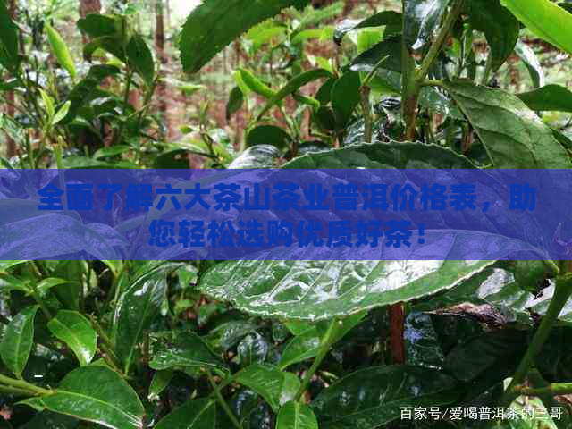 全面了解六大茶山茶业普洱价格表，助您轻松选购优质好茶！