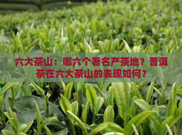 六大茶山：哪六个著名产茶地？普洱茶在六大茶山的表现如何？