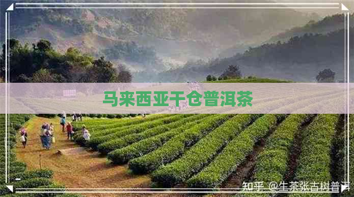 马来西亚干仓普洱茶