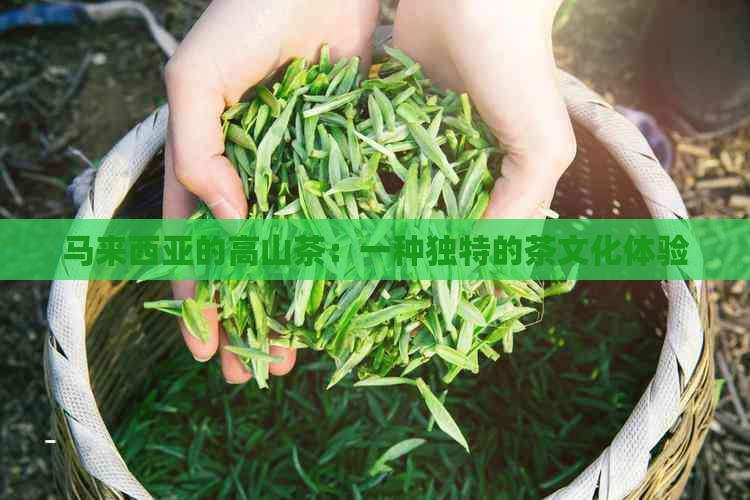 马来西亚的高山茶：一种独特的茶文化体验