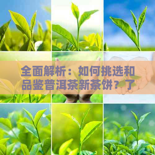 全面解析：如何挑选和品鉴普洱茶新茶饼？了解购买与饮用的各个环节