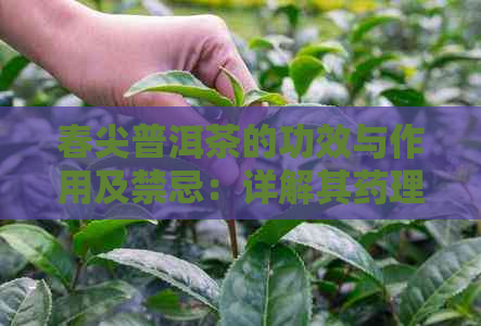 春尖普洱茶的功效与作用及禁忌：详解其药理价值和适用范围