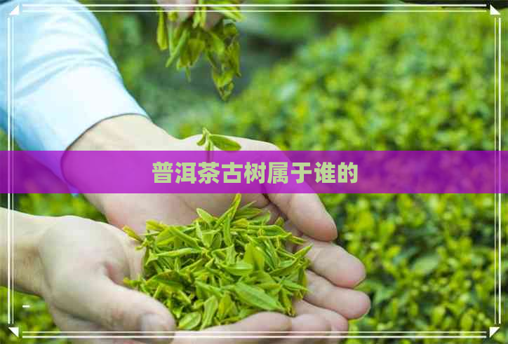 普洱茶古树属于谁的