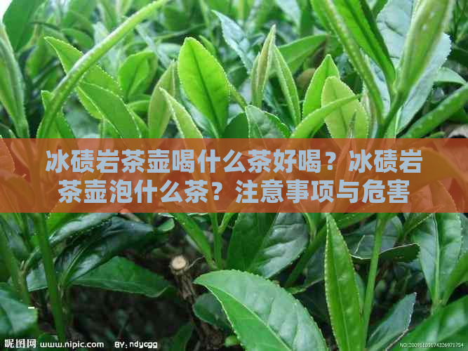 冰碛岩茶壶喝什么茶好喝？冰碛岩茶壶泡什么茶？注意事项与危害