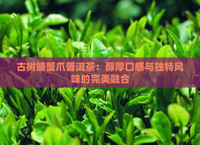 古树螃蟹爪普洱茶：醇厚口感与独特风味的完美融合