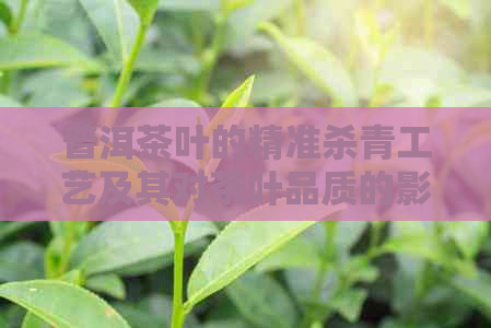 普洱茶叶的精准杀青工艺及其对茶叶品质的影响