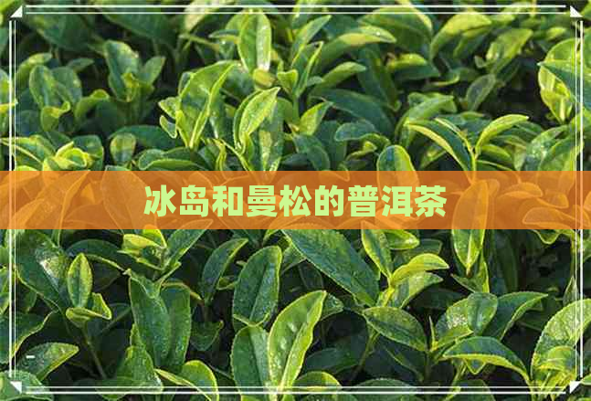 冰岛和曼松的普洱茶