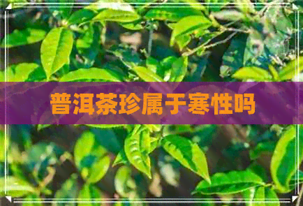 普洱茶珍属于寒性吗