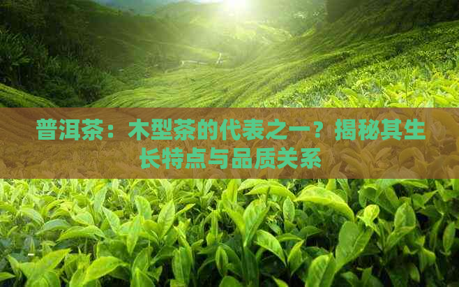 普洱茶：木型茶的代表之一？揭秘其生长特点与品质关系