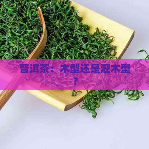 普洱茶：木型还是灌木型？