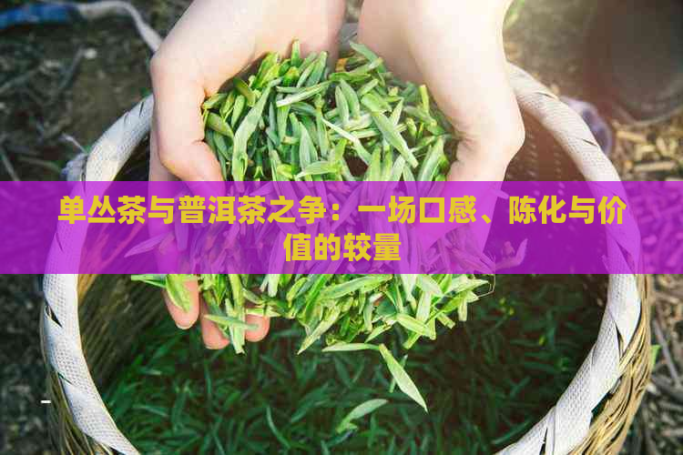 单丛茶与普洱茶之争：一场口感、陈化与价值的较量