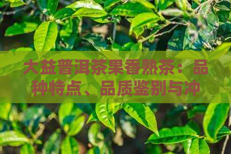 大益普洱茶果香熟茶：品种特点、品质鉴别与冲泡方法，一篇解答您的所有疑问