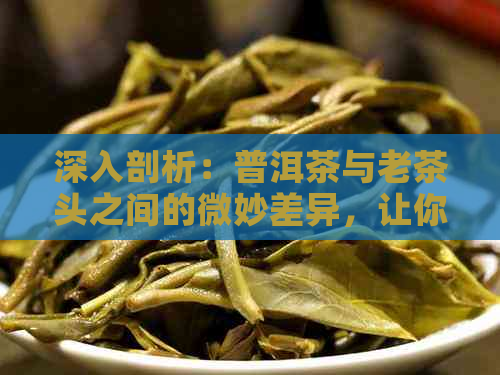 深入剖析：普洱茶与老茶头之间的微妙差异，让你彻底明白二者的不同