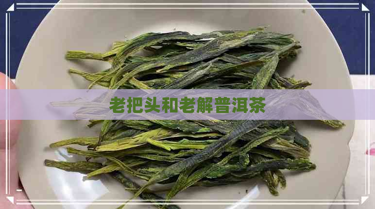 老把头和老解普洱茶