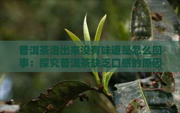 普洱茶泡出来没有味道是怎么回事：探究普洱茶缺乏口感的原因及解决方法