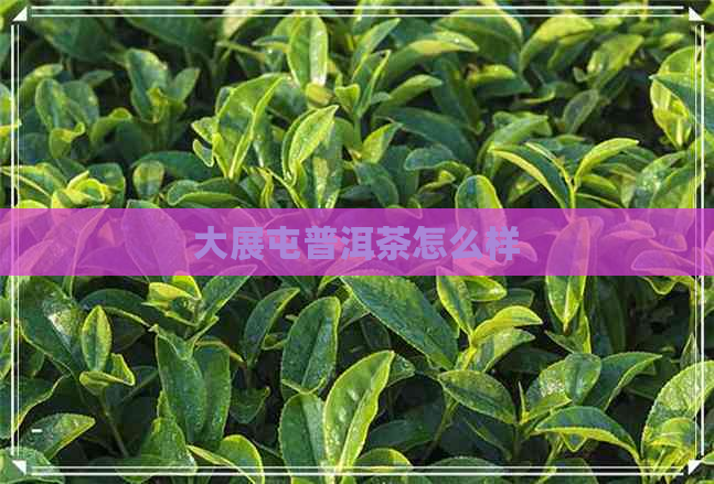 大展屯普洱茶怎么样