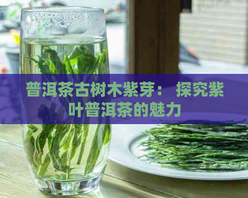 普洱茶古树木紫芽： 探究紫叶普洱茶的魅力