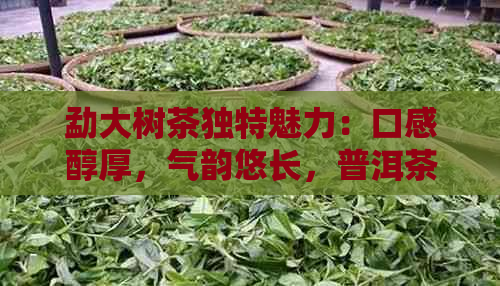 勐大树茶独特魅力：口感醇厚，气韵悠长，普洱茶中的瑰宝