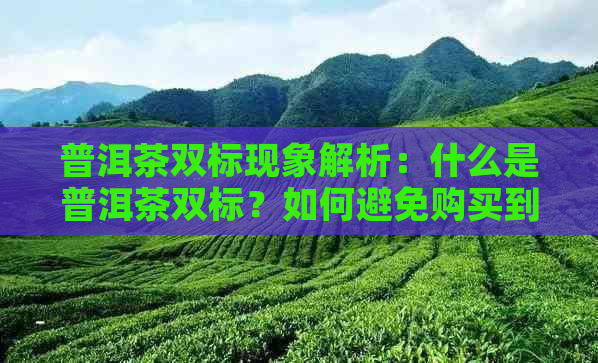 普洱茶双标现象解析：什么是普洱茶双标？如何避免购买到假货？