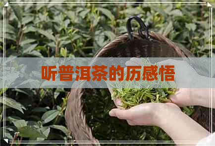 听普洱茶的历感悟