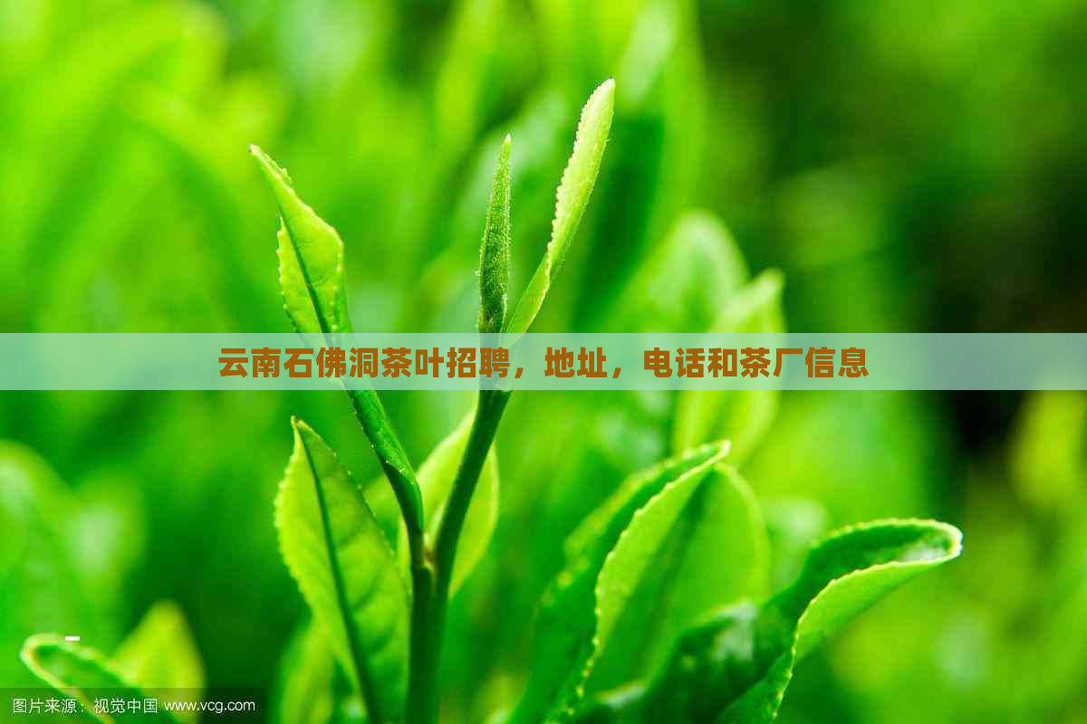 云南石佛洞茶叶招聘，地址，电话和茶厂信息