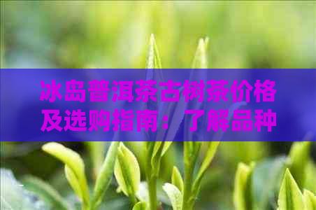 冰岛普洱茶古树茶价格及选购指南：了解品种、产地、品质与泡法的全方位解析