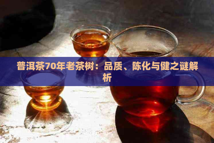 普洱茶70年老茶树：品质、陈化与健之谜解析