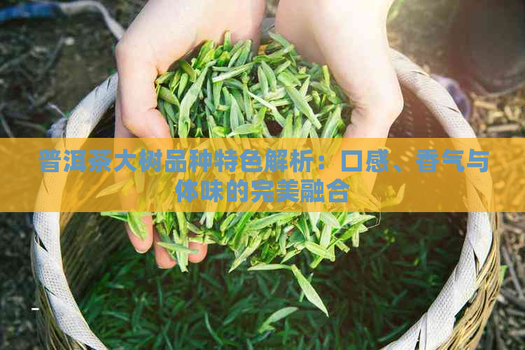 普洱茶大树品种特色解析：口感、香气与体味的完美融合