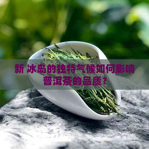 新 冰岛的独特气候如何影响普洱茶的品质？