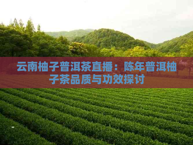 云南柚子普洱茶直播：陈年普洱柚子茶品质与功效探讨