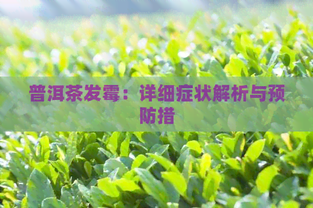 普洱茶发霉：详细症状解析与预防措