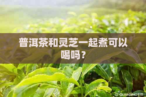 普洱茶和灵芝一起煮可以喝吗？