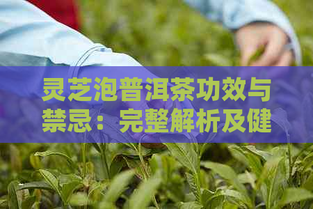 灵芝泡普洱茶功效与禁忌：完整解析及健益处