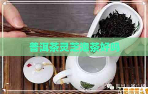 普洱茶灵芝泡茶好吗