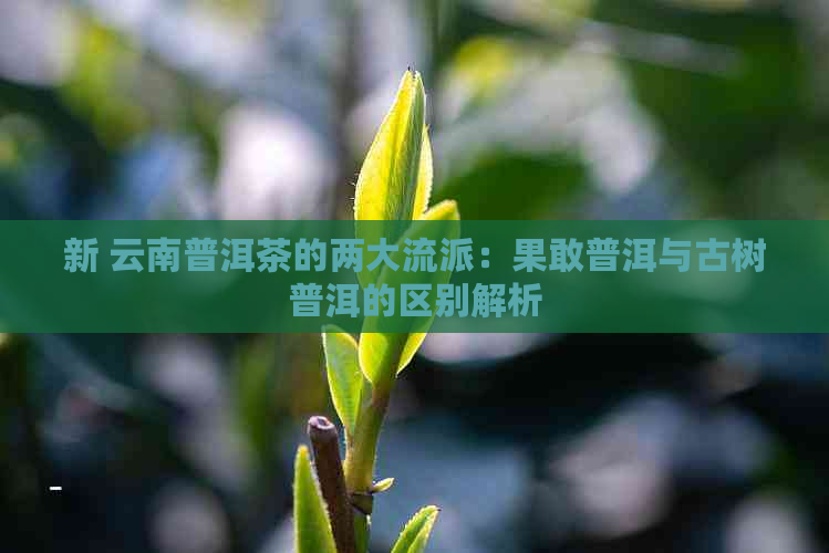 新 云南普洱茶的两大流派：果敢普洱与古树普洱的区别解析