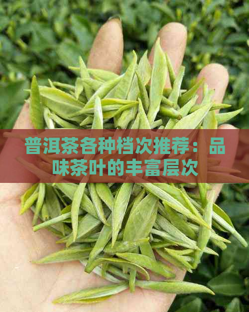 普洱茶各种档次推荐：品味茶叶的丰富层次