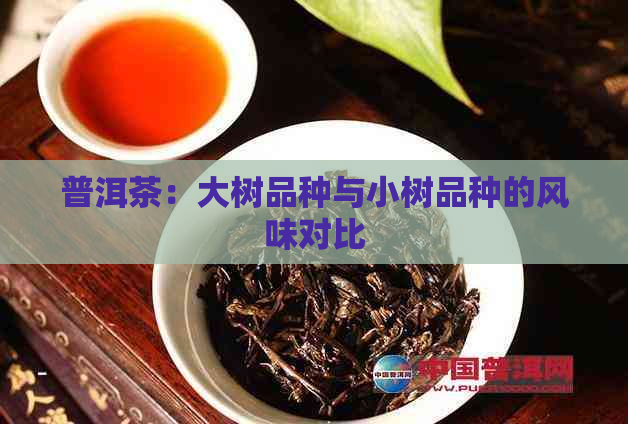 普洱茶：大树品种与小树品种的风味对比