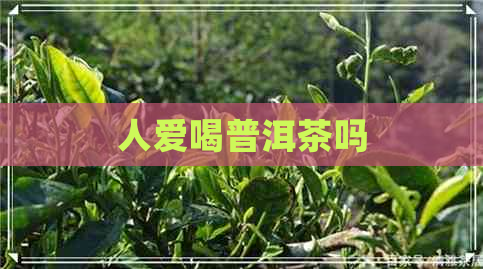 人爱喝普洱茶吗