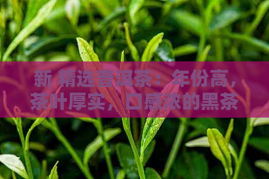 新 精选普洱茶：年份高，茶叶厚实，口感浓的黑茶体验