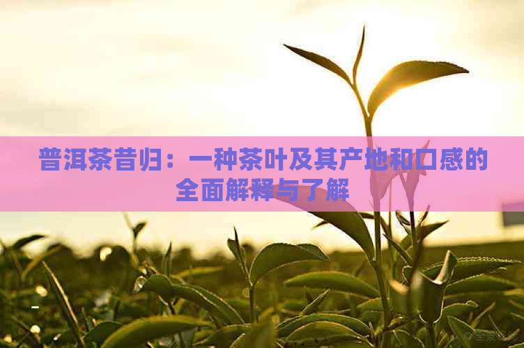 普洱茶昔归：一种茶叶及其产地和口感的全面解释与了解