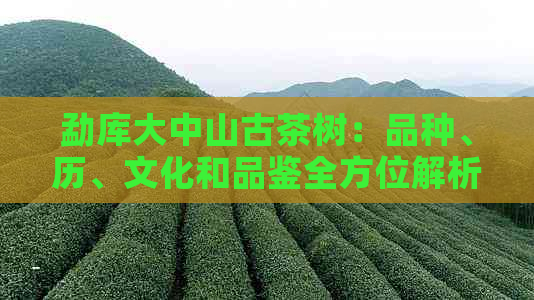 勐库大中山古茶树：品种、历、文化和品鉴全方位解析