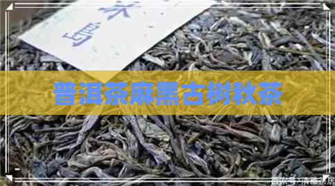 普洱茶麻黑古树秋茶