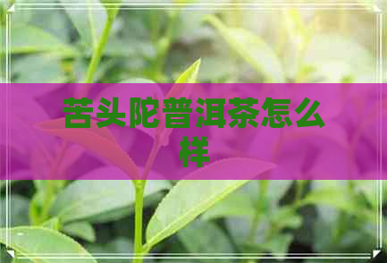 苦头陀普洱茶怎么样