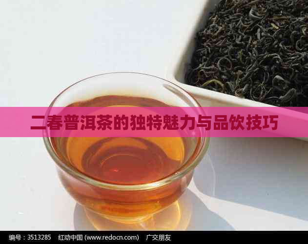 二春普洱茶的独特魅力与品饮技巧