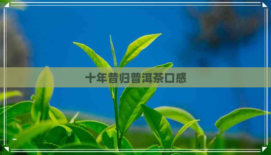 十年昔归普洱茶口感